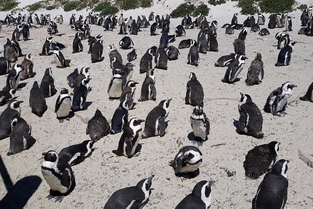 Half day Penguins at Boulders beach small group fees included  - Photo 1 of 20